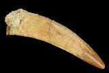 Large, Pterosaur (Siroccopteryx) Tooth - Morocco #127659-1